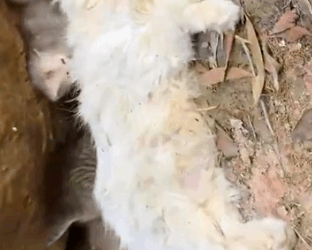 Rescue a family of cats #animal #animalsoftiktok #rescueanimals #rescue #rescuecat #cat_part2