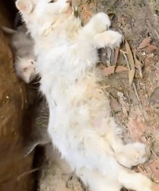 Rescue a family of cats #animal #animalsoftiktok #rescueanimals #rescue #rescuecat #cat_part2