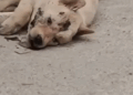 This Story break my heart __puppyrescue _straydog _dogrescue #dog #resccue #dogrescue #animal #straydog #humanity #puppyrescue #puppylove,,_part2