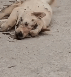 This Story break my heart __puppyrescue _straydog _dogrescue #dog #resccue #dogrescue #animal #straydog #humanity #puppyrescue #puppylove,,_part2