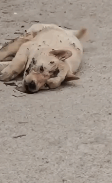 This Story break my heart __puppyrescue _straydog _dogrescue #dog #resccue #dogrescue #animal #straydog #humanity #puppyrescue #puppylove,,_part2