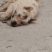 This Story break my heart __puppyrescue _straydog _dogrescue #dog #resccue #dogrescue #animal #straydog #humanity #puppyrescue #puppylove,,_part2