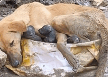 This Story break my heart __puppyrescue _straydog _dogrescue #dog #resccue #dogrescue #animal #straydog #humanity_part2