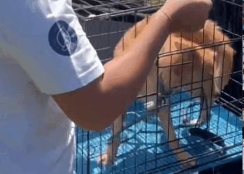 Part2:Animals Rescue #dogrescue #rescuedog #dogsofttiktok #foryoupage #foryou #dogs