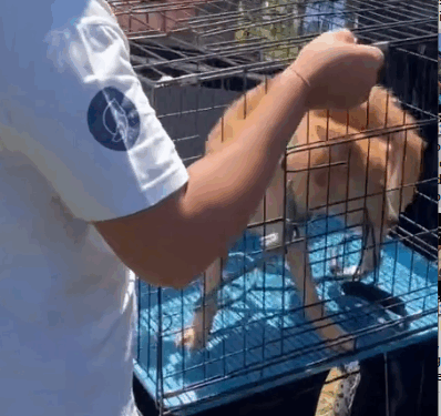 Part2:Animals Rescue #dogrescue #rescuedog #dogsofttiktok #foryoupage #foryou #dogs