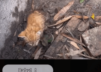 With the help of fans and friends, the kitten grew up safely and healthily._part2