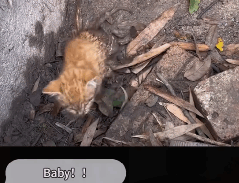 With the help of fans and friends, the kitten grew up safely and healthily._part2