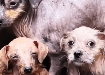 part2. Animals Rescue #dogrescue #rescuedog #dogsofttiktok #foryoupage #foryou #dogs