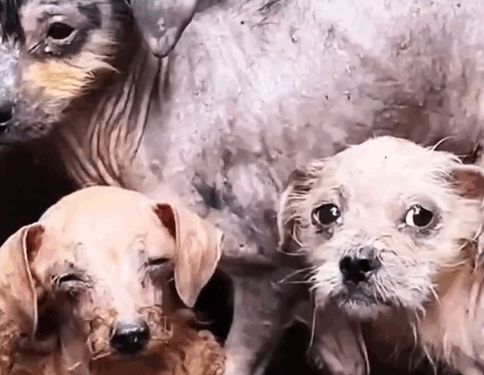 part2. Animals Rescue #dogrescue #rescuedog #dogsofttiktok #foryoupage #foryou #dogs