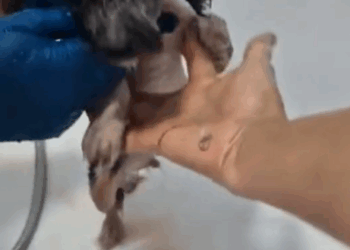 Animals Rescue #dogrescue #rescuedog #dogsofttiktok #foryoupage #foryou #dogs