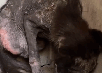 The moment he finally wags his tail 🥹 Follow @Little Steps Matter Bali to learn more_part2