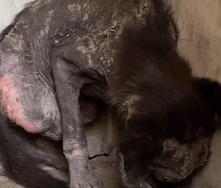 The moment he finally wags his tail 🥹 Follow @Little Steps Matter Bali to learn more_part2