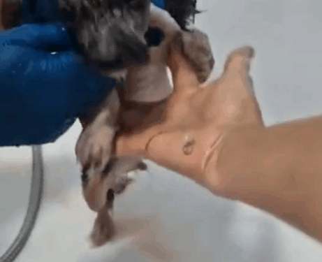 Animals Rescue #dogrescue #rescuedog #dogsofttiktok #foryoupage #foryou #dogs