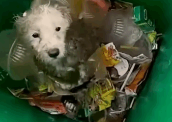 This Story break my heart __puppyrescue _straydog _dogrescue #dog #resccue #dogrescue #animal #straydog #humanity #puppyrescue,_part2