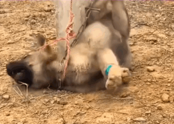 This Story break my heart __puppyrescue _straydog _dogrescue #dog #resccue #dogrescue #animal ._part2