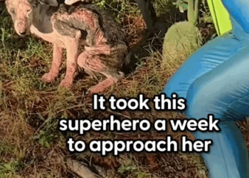 Part2.Animals Rescue #dogrescue #rescuedog #dogsofttiktok #foryoupage #foryou #dogs