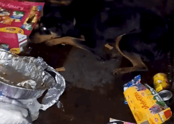 He was growling because he was SO scared — but wait to see him now 🩷 Keep up with Fur A Pawsitive Future adventures on Instagram_part2