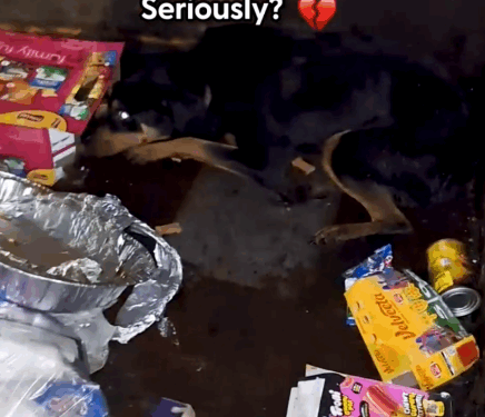 He was growling because he was SO scared — but wait to see him now 🩷 Keep up with Fur A Pawsitive Future adventures on Instagram_part2