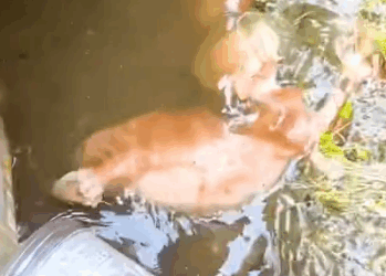 Watch her meet her 120-pound older sister 💕 @Kyle #kitten #kittensoftiktok_part2