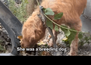 Part2:Animals Rescue #dogrescue #rescuedog #dogsofttiktok #foryoupage #foryou #dogs