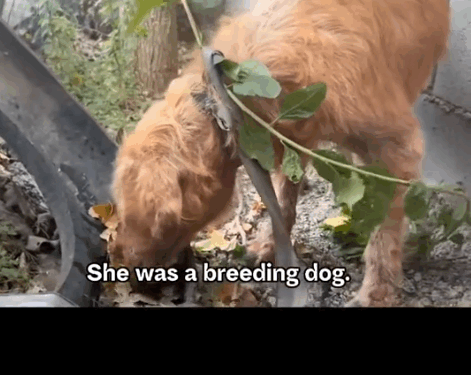 Part2:Animals Rescue #dogrescue #rescuedog #dogsofttiktok #foryoupage #foryou #dogs