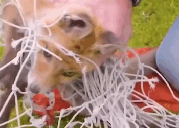 Part2:Animals Rescue #dogrescue #rescuedog #dogsofttiktok #foryoupage #foryou #dogs