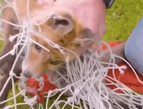 Part2:Animals Rescue #dogrescue #rescuedog #dogsofttiktok #foryoupage #foryou #dogs