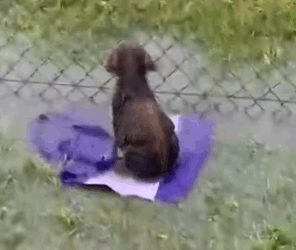 He was in heaven digging out each toy Slugger’s foster mom, Patti, told us how much he loved collecting toys in his bed, so we decided we had to send_part2