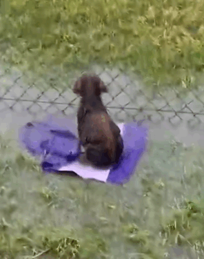 He was in heaven digging out each toy Slugger’s foster mom, Patti, told us how much he loved collecting toys in his bed, so we decided we had to send_part2