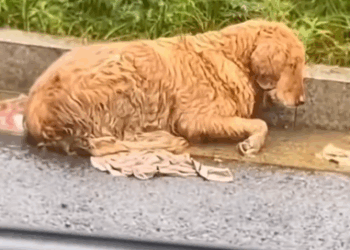 An abandoned dog rescue #doglover #rescueanimals #straydogs_part2