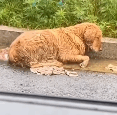 An abandoned dog rescue #doglover #rescueanimals #straydogs_part2