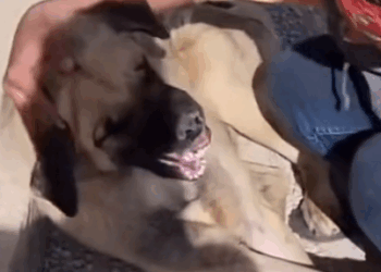 Part2.Animals Rescue #dogrescue #rescuedog #dogsofttiktok #foryoupage #foryou #dogs