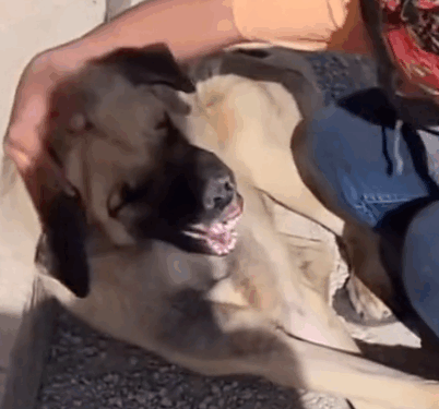 Part2.Animals Rescue #dogrescue #rescuedog #dogsofttiktok #foryoupage #foryou #dogs