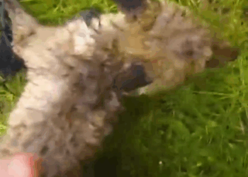 Two Baby Foxes Rescued from Net_part2