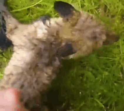 Two Baby Foxes Rescued from Net_part2