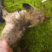 Two Baby Foxes Rescued from Net_part2