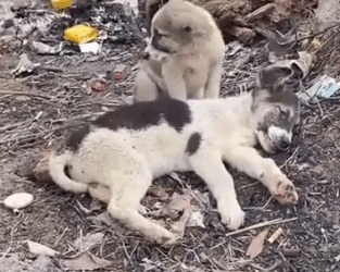 This Story will break your heart #rescuedog #doglover #rescuepuppy_part2