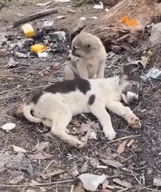 This Story will break your heart #rescuedog #doglover #rescuepuppy_part2