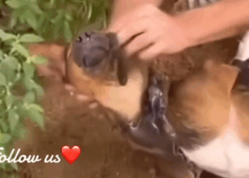 Part2.Animals Rescue #dogrescue #rescuedog #dogsofttiktok #foryoupage #foryou #dogs