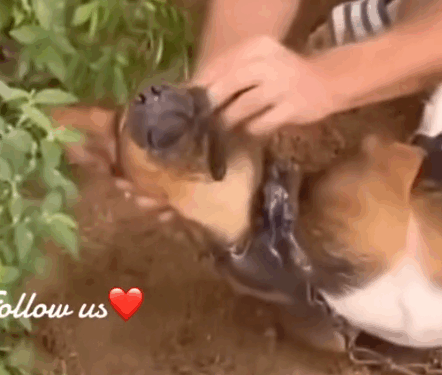 Part2.Animals Rescue #dogrescue #rescuedog #dogsofttiktok #foryoupage #foryou #dogs