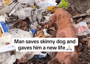 Part2.Animals Rescue #dogrescue #rescuedog #dogsofttiktok #foryoupage #foryou #dogs