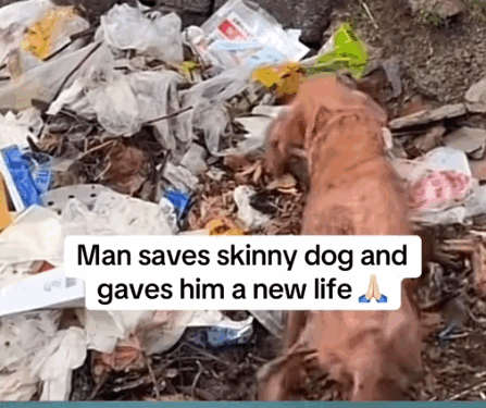 Part2.Animals Rescue #dogrescue #rescuedog #dogsofttiktok #foryoupage #foryou #dogs