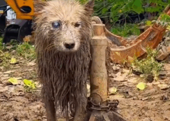 Part2.Animals Rescue #dogrescue #rescuedog #dogsofttiktok #foryoupage #foryou #dogs