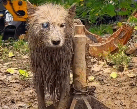 Part2.Animals Rescue #dogrescue #rescuedog #dogsofttiktok #foryoupage #foryou #dogs