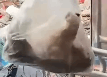 This will break your heart #doglover #straydogs #rescuepuppy_part2