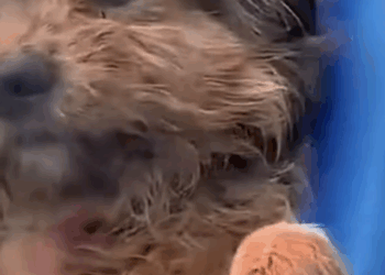 Abandoned Dog Rescue & Adoption ❤️_part2