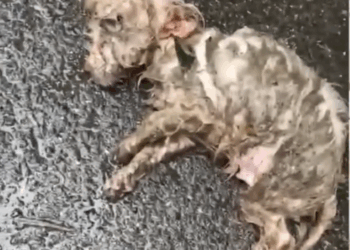 part2.Animals Rescue #dogrescue #rescuedog #dogsofttiktok #foryoupage #foryou #dogs