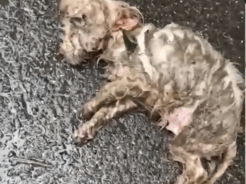 part2.Animals Rescue #dogrescue #rescuedog #dogsofttiktok #foryoupage #foryou #dogs