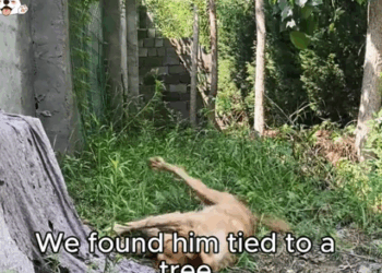 He Forgave the Pain… and Found a New Home._part2