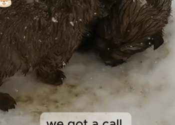 Born in a Snowstorm. Raised with Love._part2